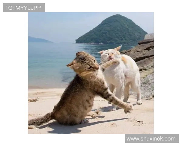 足球明星与他的猫咪日常生活的温馨故事分享